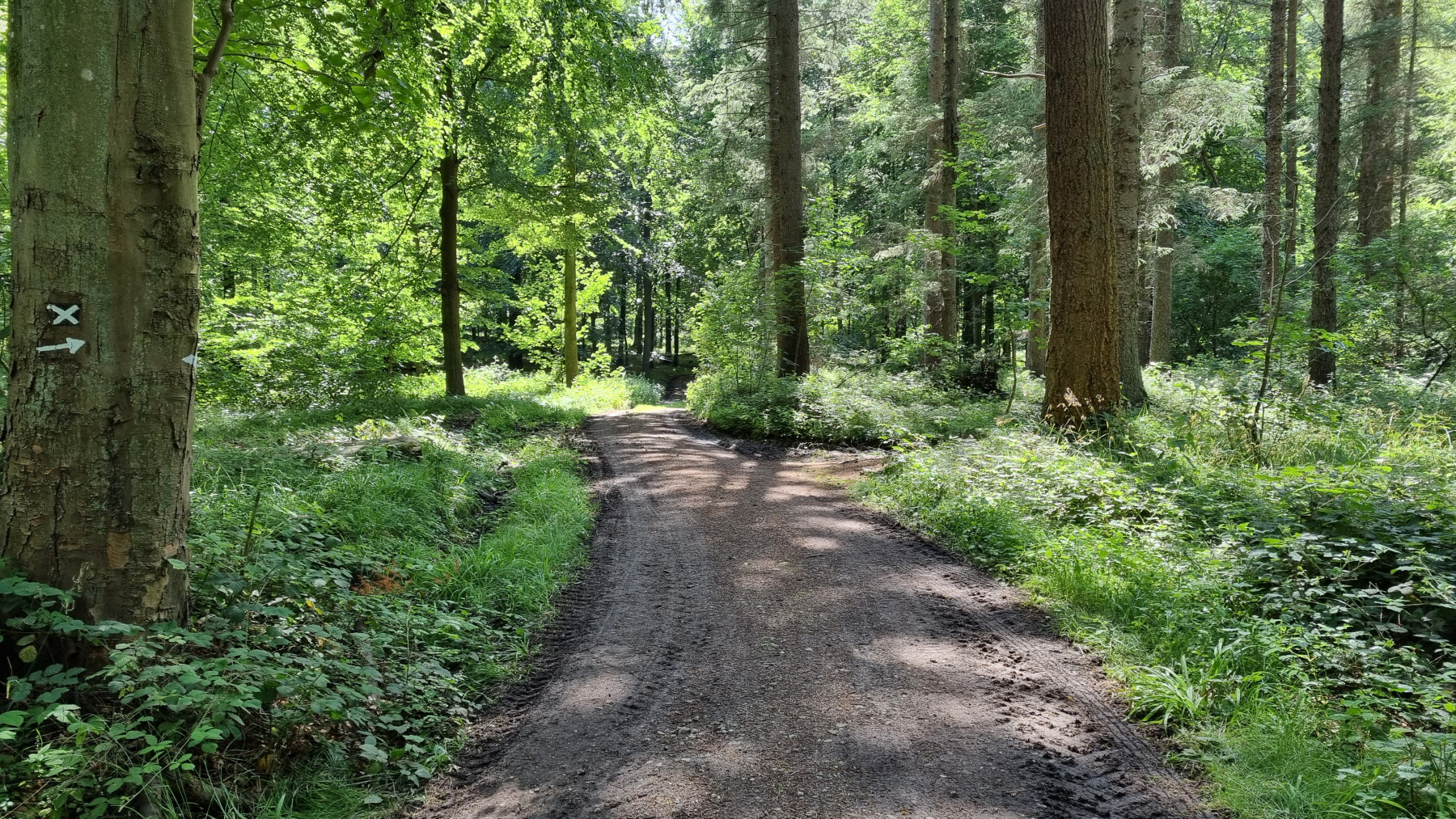 Waldweg in Noer