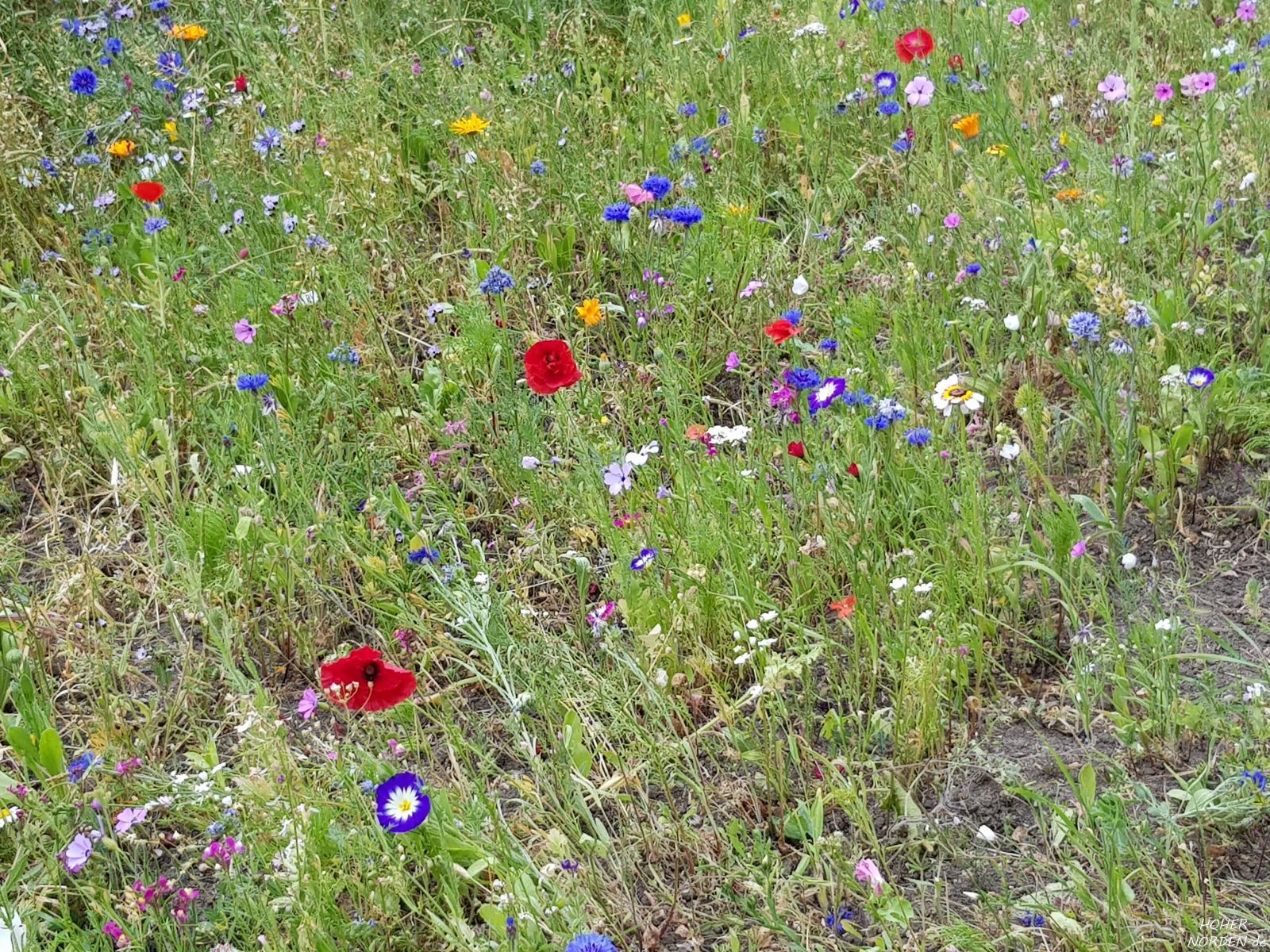 Blumen an den Straßen Fehmarns Blumen an den Straßen Fehmarns