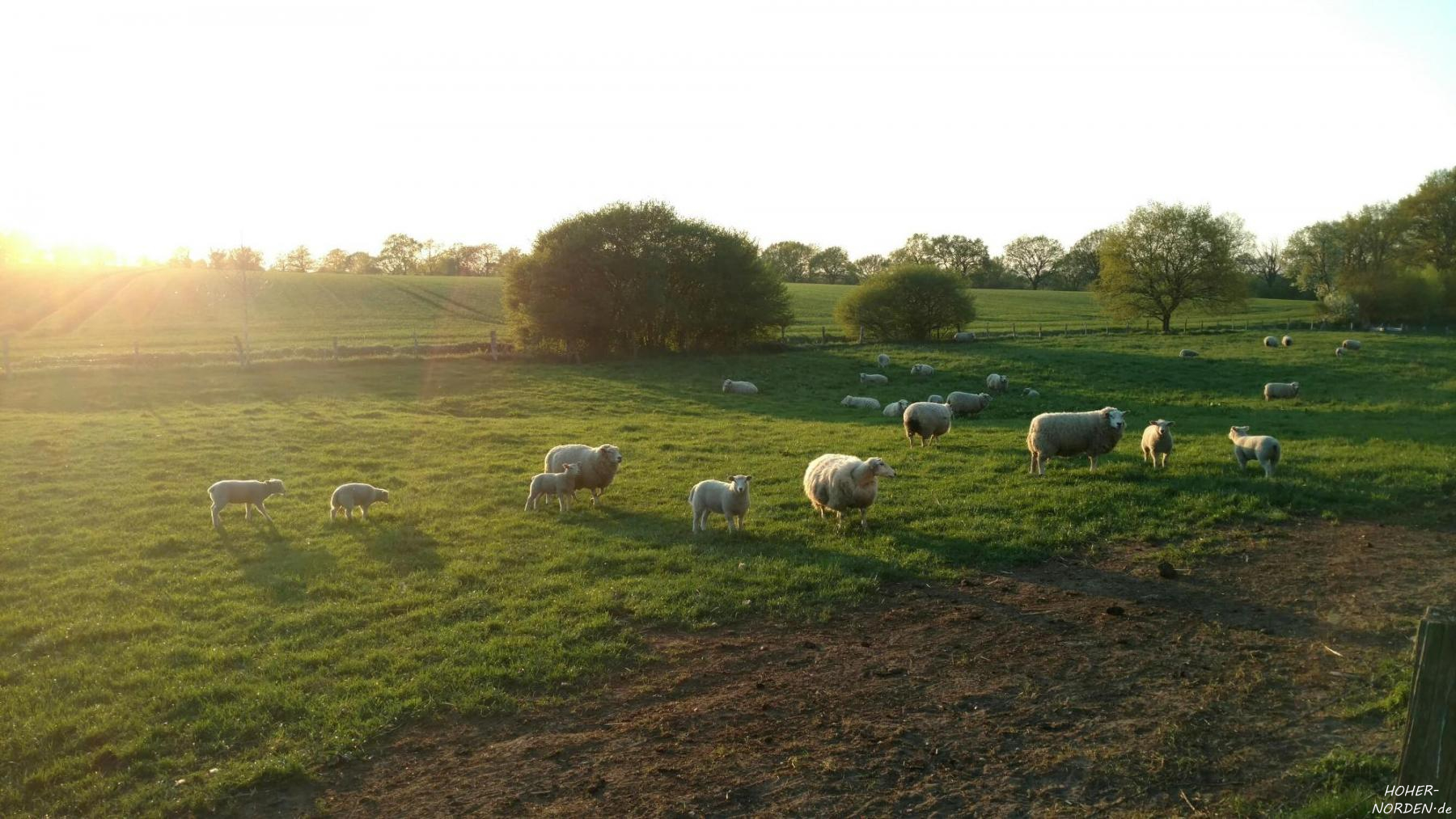Schafe bei Schmalfeld