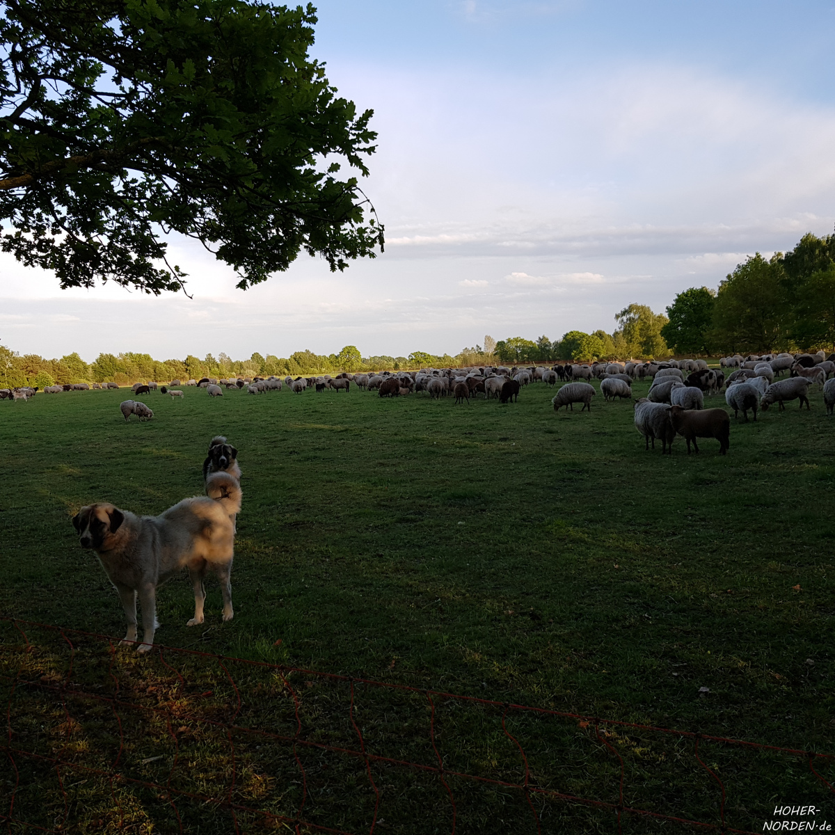 Schafherde in der Barker Heide mit Schäferhunden