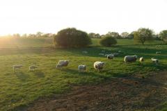 Schafe bei Schmalfeld