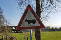 Vorsicht Rinder in Hartenholm