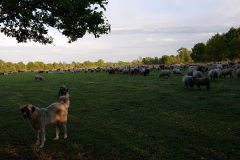 Schafherde in der Barker Heide mit Schäferhunden