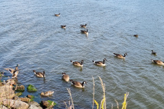 Gänse und Enten auf dem Nord-Ostsee-Kanal