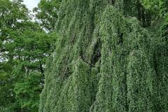 Baum im Evenburger Park in Leer