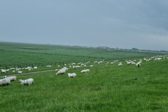 Schafe auf dem Deich bei Wittmund