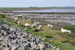 Schafe am Deich vor Dornum
