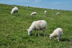 Schafe auf dem Deich von Neuharlingersiel