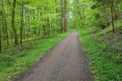 Waldweg in Dersau am Plöner See