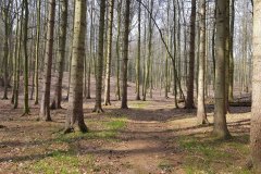 Wald in Ralswiek