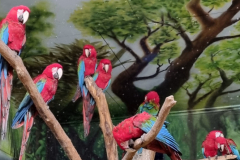 Papageien im Tierpark Hagenbeck