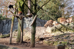 Waschbär  im Tierpark Hagenbeck