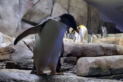 Pinguine  im Tierpark Hagenbeck