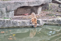 Sibirische Tiger  im Tierpark Hagenbeck