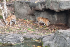 Sibirische Tiger  im Tierpark Hagenbeck