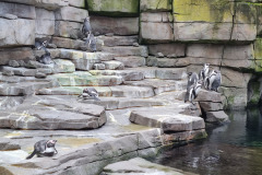 Pinguine im Tierpark Hagenbeck