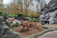 Tiere im Tierpark Hagenbeck