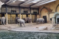 Elefanten im Tierpark Hagenbeck