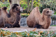 Kamele im Tierpark Hagenbeck