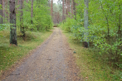 Waldweg in Trassenheide