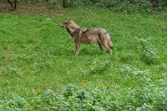 Wölfe im Wildpark Eekholt