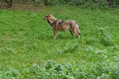 Wölfe im Wildpark Eekholt Wölfe im Wildpark Eekholt