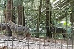 Wölfe im Wildpark Schwarze Berge