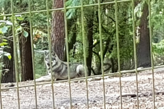 Wölfe im Wildpark Schwarze Berge